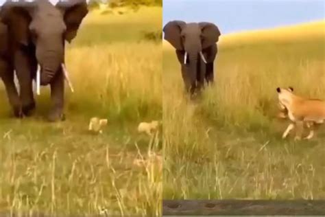 Animal Viral Video: शेरनी पर हमला कर रहे हाथी का शेर के बच्चों को देख ...