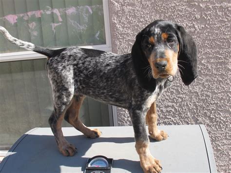 110 Best Bluetick Coonhound ideas | bluetick coonhound, coonhound ...