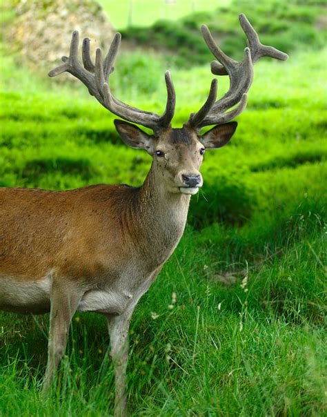 Deer Facts - KidsPressMagazine.com