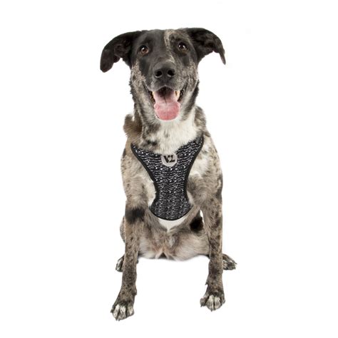 Vibrant Life Flex Knit Dog Body Harness, Assorted, (XL) - Walmart.com