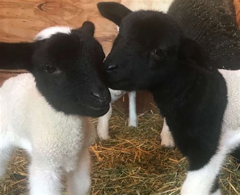 Dorper – National Breeding Center (Belize)