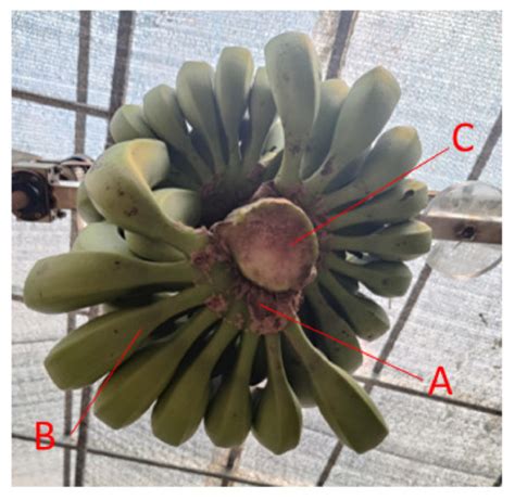 Method for Segmentation of Banana Crown Based on Improved DeepLabv3+