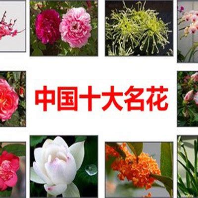 中国十大名花