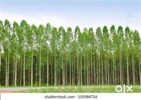 4 Acres of agriculture land for sale in near KANDUKURU NELLURU DIST ...
