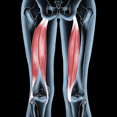 Hamstring Muscles Anatomy