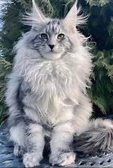 Maine coon cats | Getzoofood.ru
