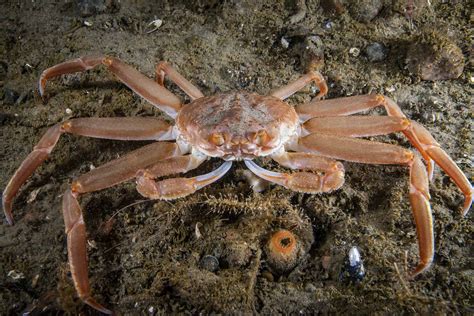 How Many Legs Do Crabs Have? A Closer Look at These Fascinating Crustaceans