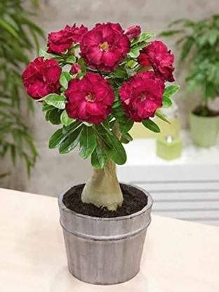 GLOBALPLANTS ROSEY ADENIUM LIVE PLANTS : Amazon.in: Garden & Outdoors