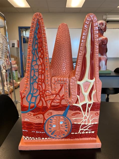 Image result for Digestive Model Tutorial