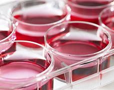 Image result for Pasteur Pipette Animal Cell Culture