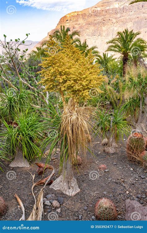 Elephants Foot Plant Flower Blossom (Beaucarnea Recurvata or Nolina ...