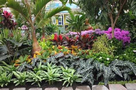 Best Florida Outdoor Plants at Barbara Lemley blog