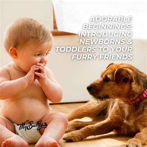 My Buddy And Me on LinkedIn: #mybuddyandme #petcare #petshampoo # ...