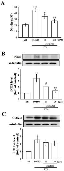 Activation of Nrf2 by Esculetin Mitigates Inflammatory Responses ...