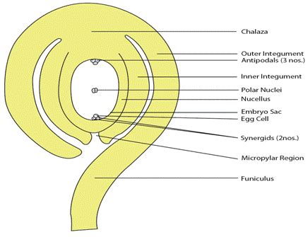 Figure 8.1 : Longitudinal section of an ovule