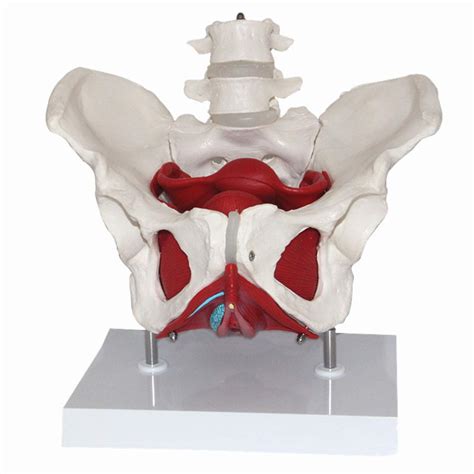 Buy Pillowcase Medical Anatomical Pelvic Structure Model, Life Size ...