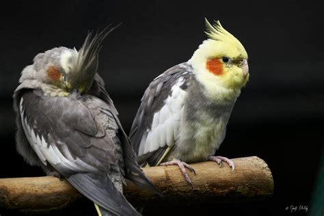 Cockatiels