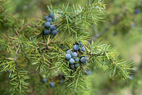 Types Of Juniper Shrubs