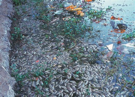 Petition · Stop & Ban immersion of plaster of paris idols in natural ...