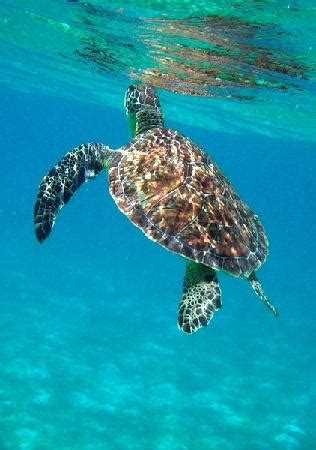 Simply Carriacou Island Tours (Hillsborough) - 2022 What to Know Before ...