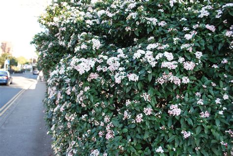 Different Types Of Viburnum Hedge at Kevin Oshiro blog