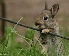Image result for Cute Bunnies with Their Tongues Out