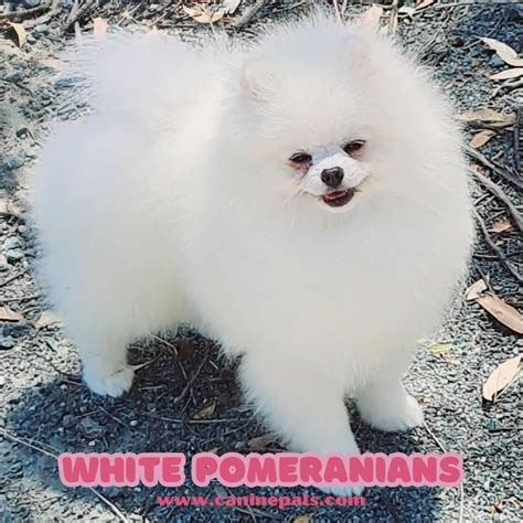 Get Ready to Fall in Love with The White Pomeranian Dog! - Canine Pals
