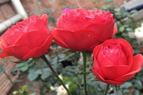玫瑰花苗种植方法（如何养出高质量玫瑰花？将5个基础工作做好，小白也能养出老桩来） - 生活 - 布条百科