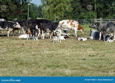 Group of cows stock photo. Image of animals, nature, cows - 56077890