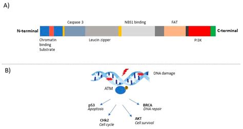 The ATM Gene in Breast Cancer: Its Relevance in Clinical Practice