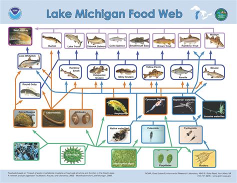 Scientists Concerned About the Bottom of the Food Web in the Great ...