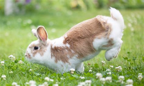Understanding Your Rabbit's Body Language: 16 Common Behaviors | BeChewy