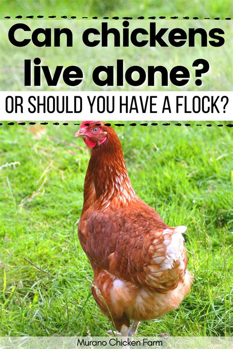 Roosters Nutrition Guide