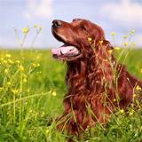 Facts About Irish Setters | POPSUGAR Pets