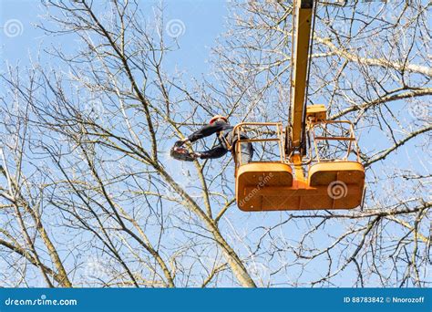 Image result for Chainsaw Tree Fall