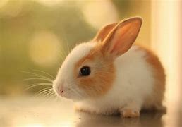 Image result for Real Baby Bunny