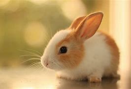 Image result for Bunny Baby Rabbit Care