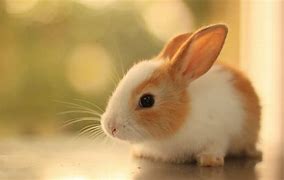 Image result for What Do Baby Bunnies Look Like