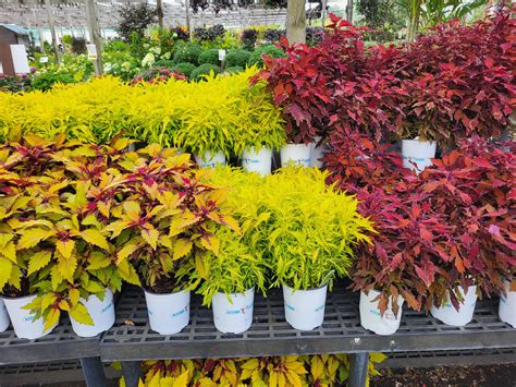 Photo Gallery: Delaware Garden Center - Oakland Nursery