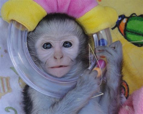 BAMBELELA WILDLIFE CARE&VERVET MONKEY REHABILITATION FARM (2026) All ...