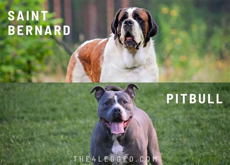 Saint Bernard Pitbull Mix: A Gentle Giant With A Heart Of Gold