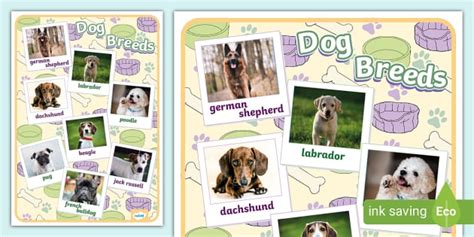 Dog Breeds Poster (teacher made) - Twinkl