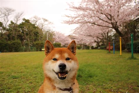 Shiba Inu Technical Analysis: A Trader's Guide