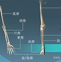 髌骨 的图像结果