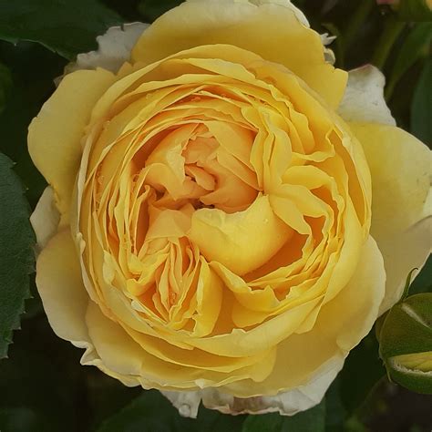 Most Fragrant Roses – Eastcroft Roses