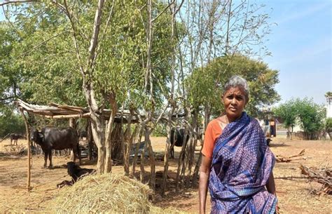 Uthukuli Butter: The Case of Missing Buffaloes and a Small Town's ...