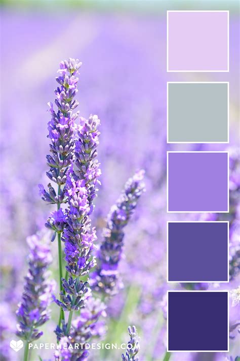 Lavender Field Color Palette | Lavender color palette, Purple color ...