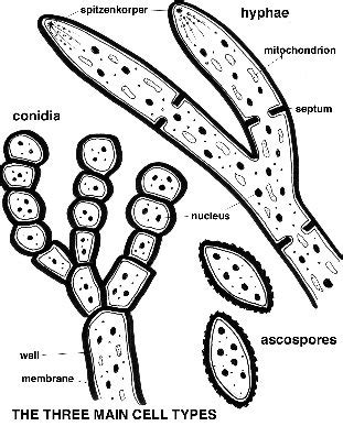 Mold Inspector 的图像结果