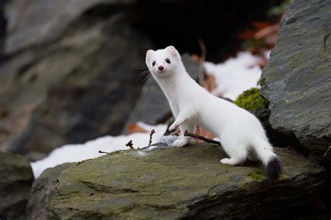 [100+] Ermine Wallpapers | Wallpapers.com