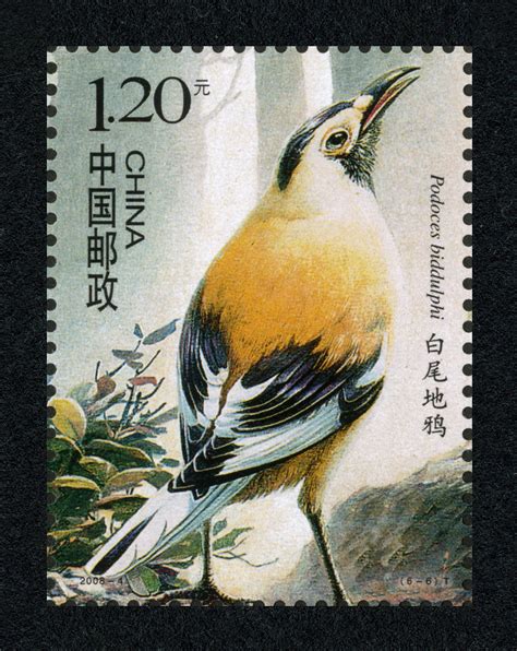 中国鸟（T）|邮票目录|邮来邮网